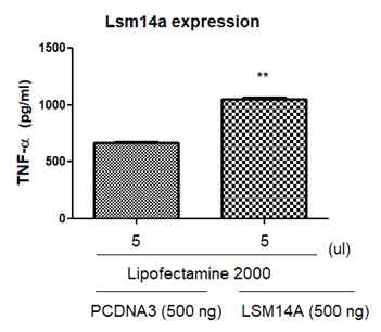 BV-2세포에서 Lsm14a 과발현이 TNF-α의 생성에 미치는 영향