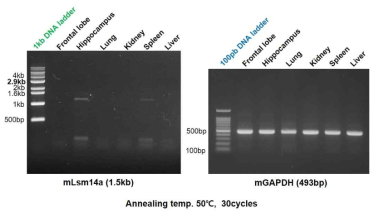 실험동물의 조직별 Lsm14a 유전자의 발현. C57BL/6 실험동물의 각 장기를 적출한 뒤 RNA를 분리하여 RT-PCR을 수행하여 상대적인 발현량을 비교하였음