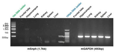 RT-PCR을 통한 Snph 유전자의 각 조직별 발현 확인. C57BL/6 실험동물의 각 장기를 적출한 뒤 RNA를 분리하고 RT-PCR을 수행하여 상대적인 발현량을 비교함