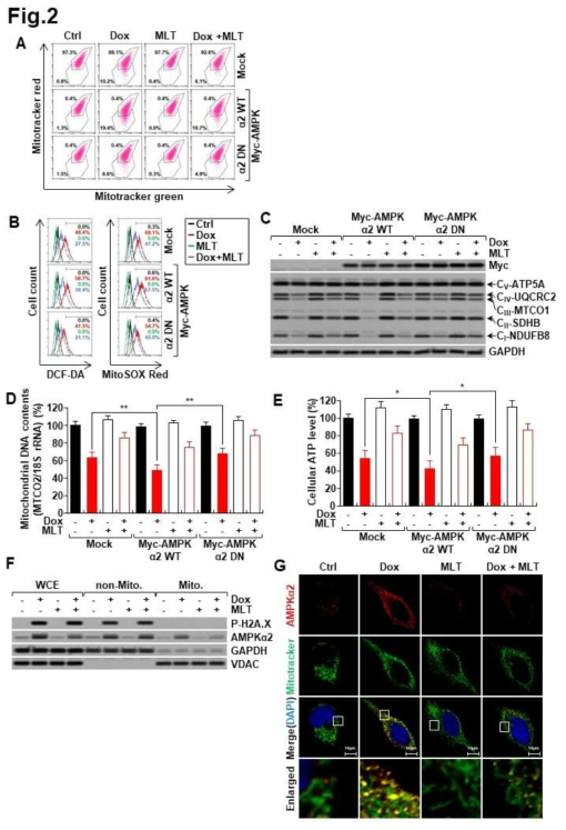 A) AMPKa2는 mitochondria membrane potential을 저해함. B) AMPKa2는 세포내의 ROS를 증가시키고 있음. C)AMPKa2는 미토콘드리아 OXPHOS 단백질의 발현을 억제함. D)AMPKa2는 미토콘드리아 DNA 양을 억제함. E)AMPKa2는 ATP생성양을 억제함. F&G) AMPKa2는 미토콘드리에도 존재하고 있음