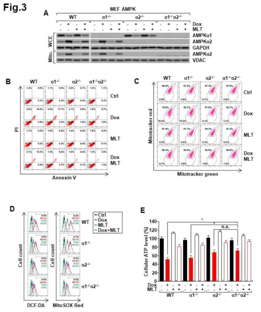 A) AMPKa knock-out 세포에서 Dox에 의한 AMPKa2 의 발현양. Dox가 AMPKa knock-out 세포에서 apoptosis (B), 미토콘드리아 membrane potential (C), 세포내 ROS (D), ATP 생성 (E)에 미치는 영향