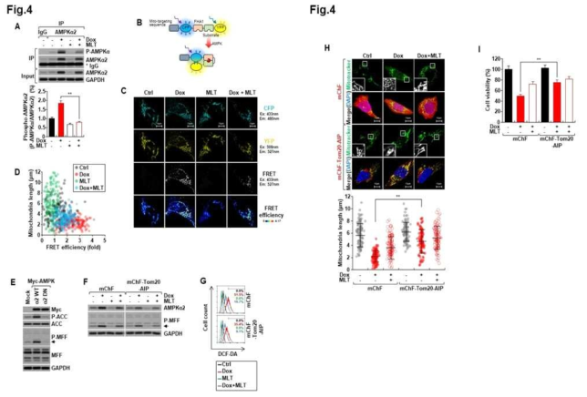 A) immunoprecipiation assay를 통해 Dox가 AMPKa2의 활성을 올리고 있음을 확인함. B&C) 미토콘드리아에 존재하는 AMPK의 활성을 측정할 수 있는 FRET 기법을 이용하여 Dox가 AMPKa2의 활성을 울리고 있음을 확인함. D) AMPKa2의 활성도와 미토콘드리아의 길이는 반 비례하고 있음. E) AMPKa2는 미토콘드리아의 fission을 유도하는 MFF (mitochondira fission factor)를 인산화해서 활성화 시키고 있음. (F~I) a 미토콘드리아 AMPKa2의 활성을 억제할 수 있는 peptide (mChF-Tom20-AIP)를 발현시키면 P-MFF의 레밸이 감소 (F), 세포내 ROS의 양 증가가 감소 (G), 미토콘드리아의 fission 감소 (H), 세포의 viability 증가 (I)를 관찰함