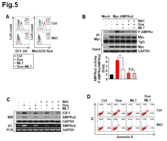 Dox처리시 항산화제인 N-acetyl cystein (NAC)를 처리하면 Dox가 세포내의 ROS 증가가 거의 감소하면서 (A), AMPKa2의 활성도 감소하며 (B), AMPKa2 발현도 감소하며 (C), apoptosis도 감소함을 (D) 관찰함