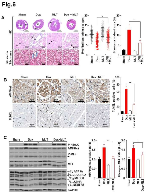 A) Dox를 처리하면 mouse 심장 조직이 손상받고 있으며 섬유화가 진행되고 있음을 관찰함. melatonin은 이를 억제하고 있음. B) Dox는 심장 조직의 AMPKa2의 발현과 apoptosis를 유도하고 있으며, melatonin은 이를 억제하고 있음. C) Dox는 심장 조직의 미토콘드리아 단백질의 감소 및 MFF의 인산화를 유도하고 있으며, melatonin은 이를 억제하고 있음