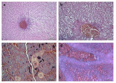 Histological status of liver (a, b) and spleen (c, d) of eel. Scale bar (a, c) = 100 ㎛; Scale bar (b, d) = 50 ㎛