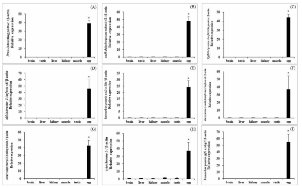 Differential expression of egg specific transcripts between egg and other tissues in Anguilla japonica . (A) pcna-interacting partner-like, (B) nadh dehydrogenase subunit 4L, (C) upf0054 protein c2orf43-like protein, (D) abl interactor 1 isoform x6, (E) homeobox protein otx2-a-like, (F) dna (cytosine5)-methyltransferase 1, (G) tumor suppressor p53-binding protein 1 isoform x1, (H) cytochrome b, (I) homeobox protein tgif2-like isoform x1, There were significant differences in the expressions of egg specific transcripts in Anguilla japonica (p<0.05)