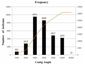 Length distribution of 30,847 isoforms