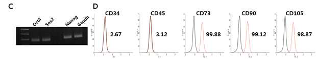치아줄기세포의 특성 검증 결과, (C) Pluripotent 유전자 발현 검증 (D) 치아줄기세포의 세포 표면 항원 분석 결과