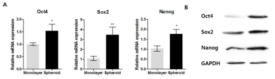 3차원 배양된 치아줄기세포 스페로이드의 Oct4, Sox2, Nanog 발현 분석 결과