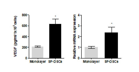 배양방법에 따른 치아줄기세포에서 분비된 VEGF secretion 분석