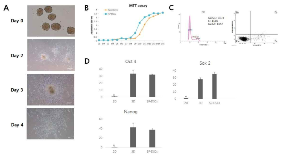 재평판 배양된 스페로이드의 분석 (A) 스페로이드의 평판 배양 (B) 세포 증식력 분석 (C) 세포 주기 및 세포 viability 분석 (D) Oct4, Sox2, Nanog 유전자 발현 분석