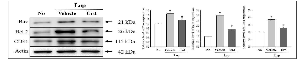 Expression level of apoptotic proteins in transverse colon after the treatment of uridine