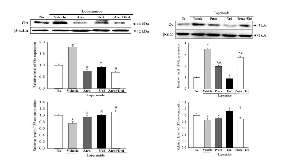 Gα expression and IP3 concentration in pRISMC after the treatment of uridine