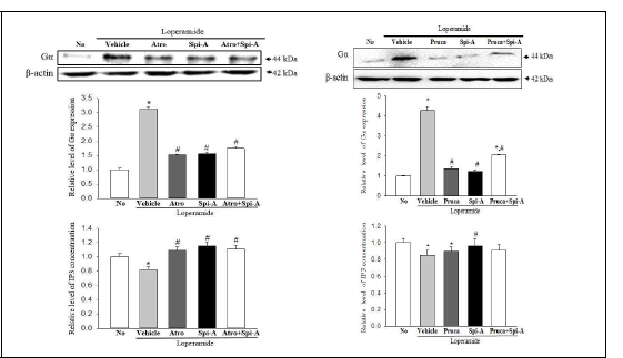 Gα expression and IP3 concentration in pRISMC after the treatment of spicatoside A