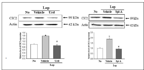 Expression level of CIC2 in IEC-18 after the treatment of uridine and spicatoside A