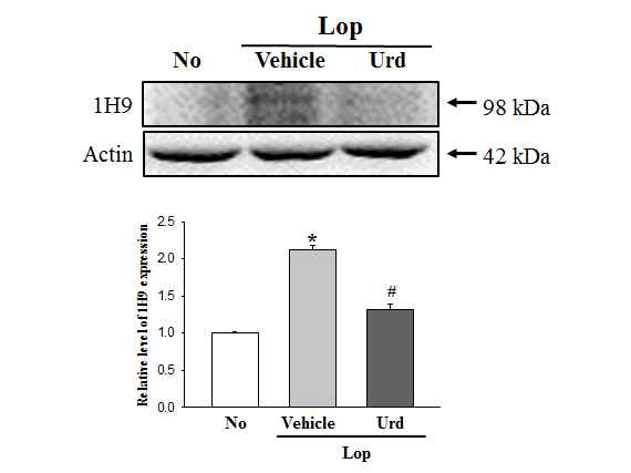 Expression level of 1H9 in IEC-18 after the treatment of uridine