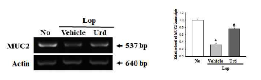 Expression level of MUC2 in colon after the treatment of uridine