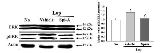 Expression level of pERK/ERK in colon after the treatment of spicatoside A
