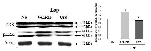 Expression level of pERK/ERK in colon after the treatment of uridine