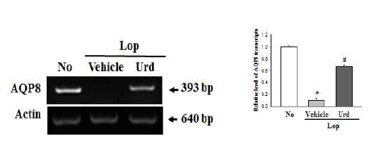 Expression level of AQP8 in colon after the treatment of uridine