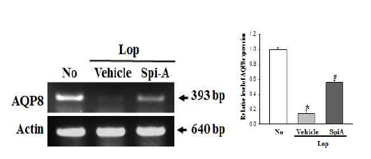 Expression level of AQP8 in colon after the treatment of spicatoside A