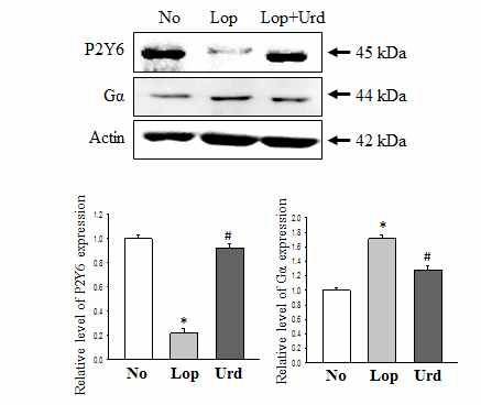 Expression level of P2Y6 and Gα in colon after the treatment of uridine