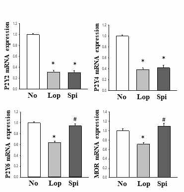 Expression level of P2Y receptor and MOR in colon after the treatment of spicatoside A