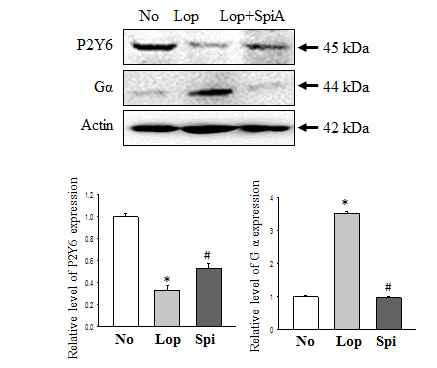 Expression level of P2Y6 and Gα in colon after the treatment of spicatoside A