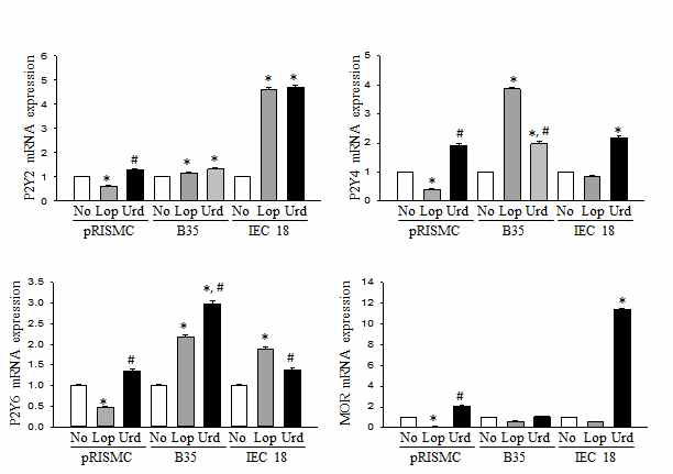 Expression level of P2Y receptor and MOR in cell after the treatment of uridine