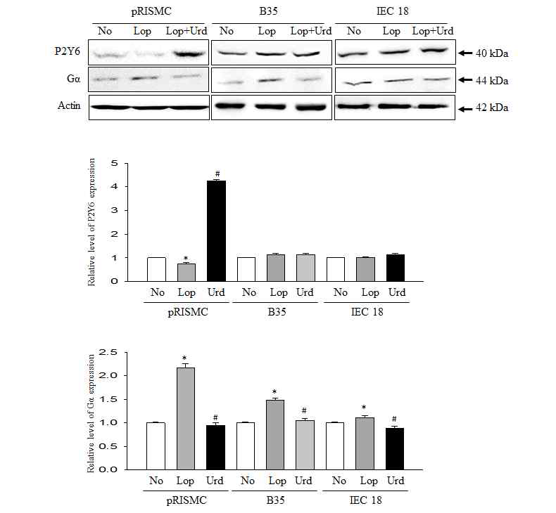 Expression level of P2Y6 and Gα in cell after the treatment of uridine