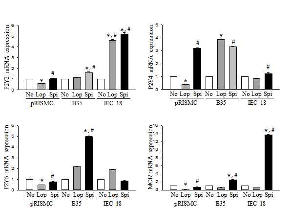 Expression level of P2Y receptor and MOR in cell after the treatment of spicatoside A