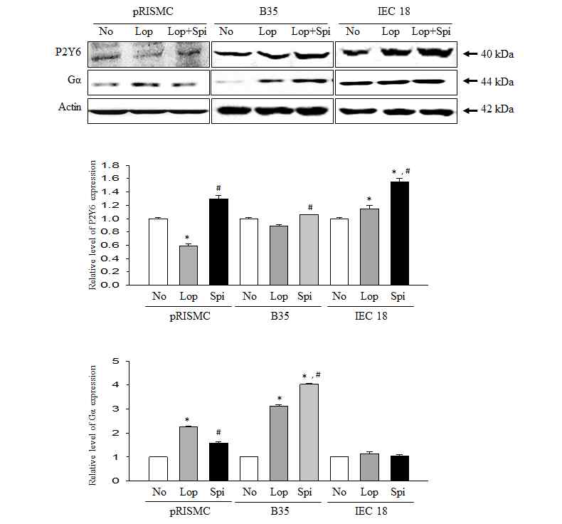 Expression level of P2Y6 and Gα in cell after the treatment of spicatoside A