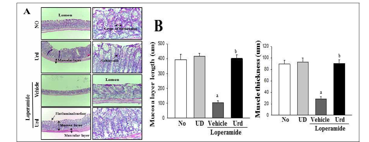 Alteration of histological structures in Lop-induced constipated rats after Uridine treatment