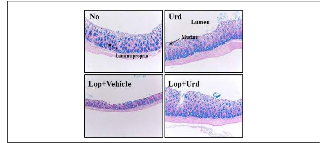 Alteration on the mucin secretion level of transverse colon from Lop+Uridine treated SD rats