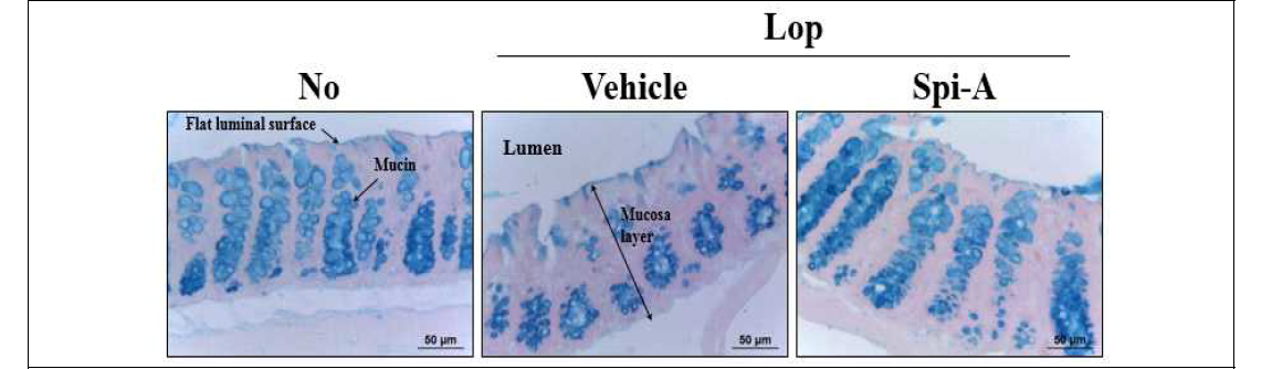 Alteration on the mucin secretion level of transverse colon from Lop+Uridine treated ICR mices
