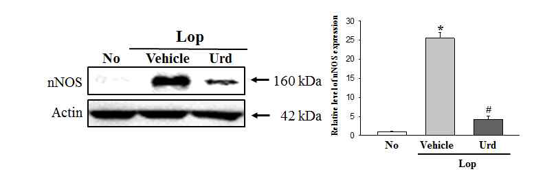 Expression level of nNOS in transverse colon after the treatment of uridine