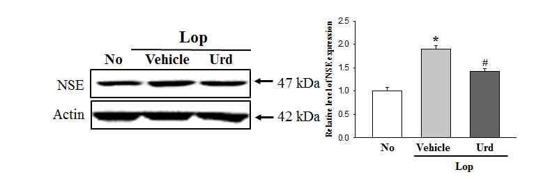 Expression level of NSE in transverse colon after the treatment of uridine