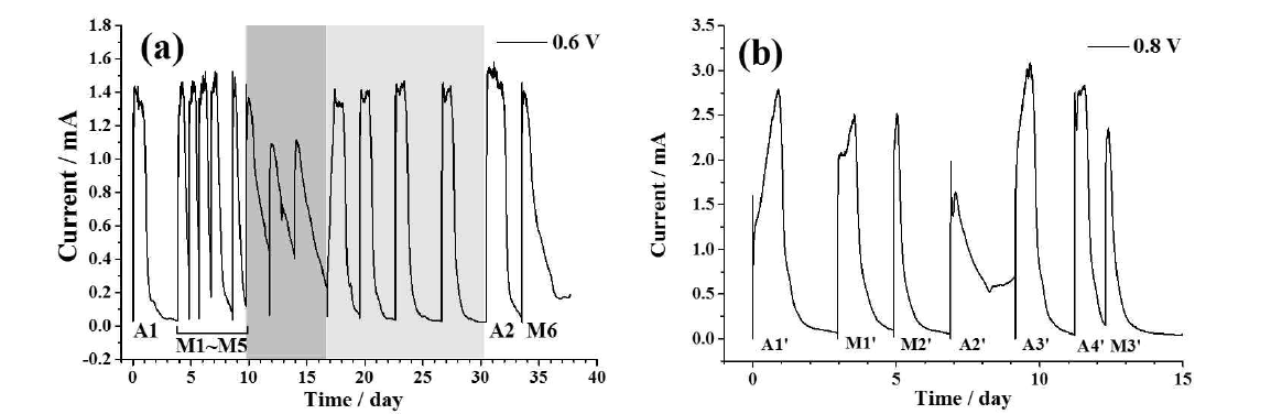 -0.6 V (a) 와 –0.8 V (b) 의 인가전압에서의 시간에 따른 전류의 변화