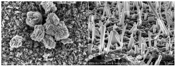 (좌) Cu(OH)2 나노꽃과 (우) 산화구리 나노와이어의 SEM 사진