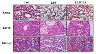 LPS-유도 패혈증 모델에서 LMT-28 약물에 의한 주요장기의 조직학적 변화 분석. LPS(35 mg/kg)를 복강투여 하고 LMT-28(25 mg/kg)을 미정맥 투여한 후 18시간 뒤에 간, 폐, 그리고 신장을 적출하여 H&E(Hematoxylin and Eosin) 염색을 통한 조직학적 변화 관찰(N=2-3)