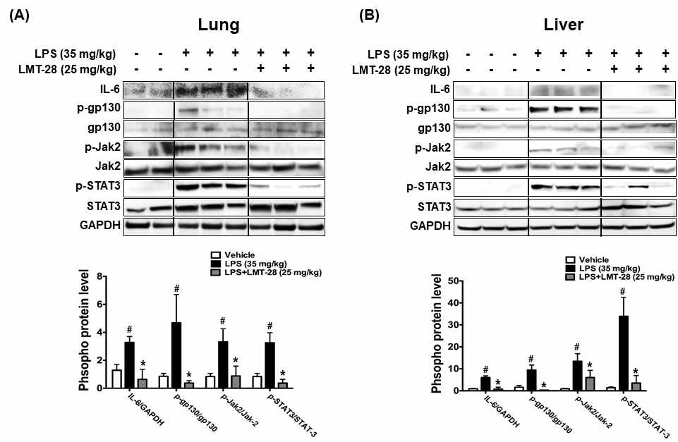 LPS 패혈증 모델에서 LMT-28에 의한 조직내 IL-6 신호전달체계의 미치는 효능 분석. LPS(35 mg/kg)를 복강투여 하고 LMT-28(25 mg/kg)을 미정맥 투여하여 1, 3, 18시간 후 얻은 폐(A)와 간(B) 조직에서의 IL-6 하위 신호전달체계에 미치는 효능을 western blot을 이용하여 분석함. (N=2~3, #,*p< 0.05)