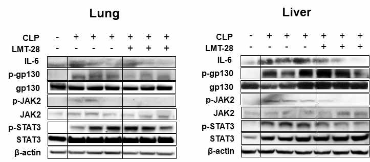 CLP-유도 패혈증 모델에서 LMT-28에 의한 조직내 IL-6 신호전달체계의 미치는 효능 분석. CLP 수술로 다균패혈증을 유도하고 LMT-28(50 mg/kg)을 경구투여하여 얻은 폐와 간 조직에서의 IL-6 하위 신호전달체계에 미치는 효능을 western blot을 이용하여 분석함. (N=1~3)