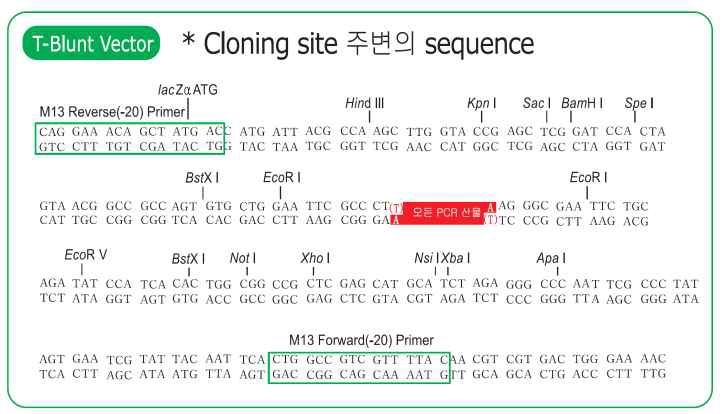 T-blunt vector의 multi cloning site