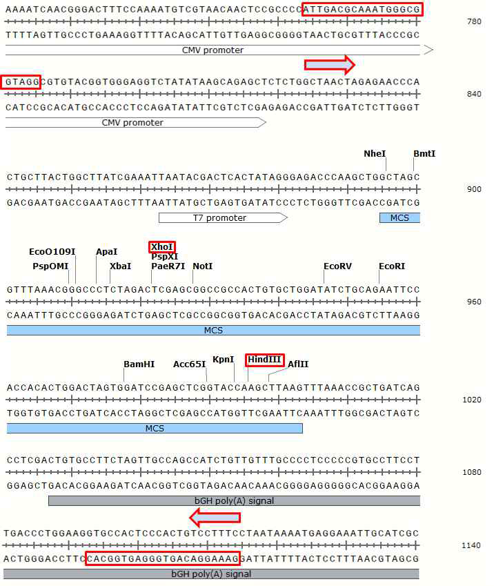 pcDNA3.1(-) vector의 MCS 부위와 ligation과정에서 사용한 제한효소