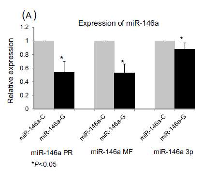 선행 연구에서 miR-146a rs2910164C>G의 allele에 따른 miR-146a의 발현량 차이
