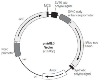 pmiRGLO dual-luciferase vector의 multi cloning site