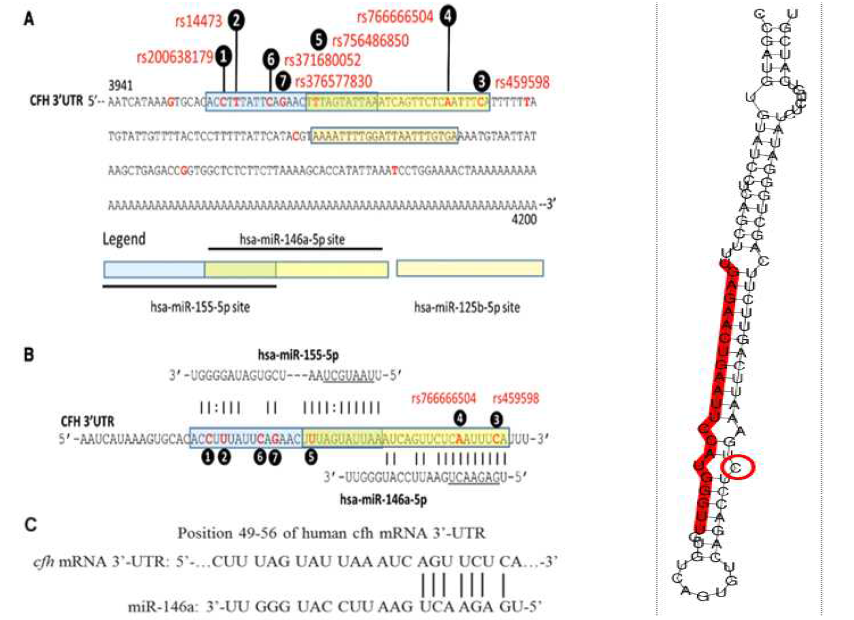 CFH 3’UTR의 결합하는 miR-146a의 seed sequence와 miR-146a rs2910164C>G의 위치