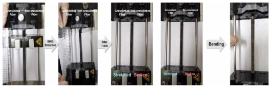 가교 전(오른쪽 샘플) 후(왼쪽 샘플) AgNW/SBR 복합체 섬유의 인장 회복성 비교