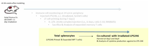 LPS246 세포에 감작 후 증식된 인간화 마우스의 Splenic T세포의 in vitro 활성 검증 assay 모식도