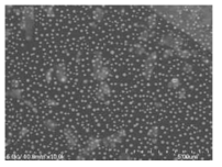 Au를 촉매로 하는 VLS 공정을 통해 얻어진 nanodroplets의 표면 SEM 이미지